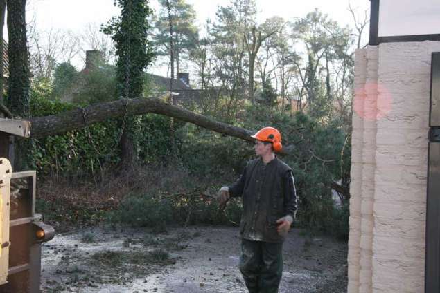 bomen kappen 